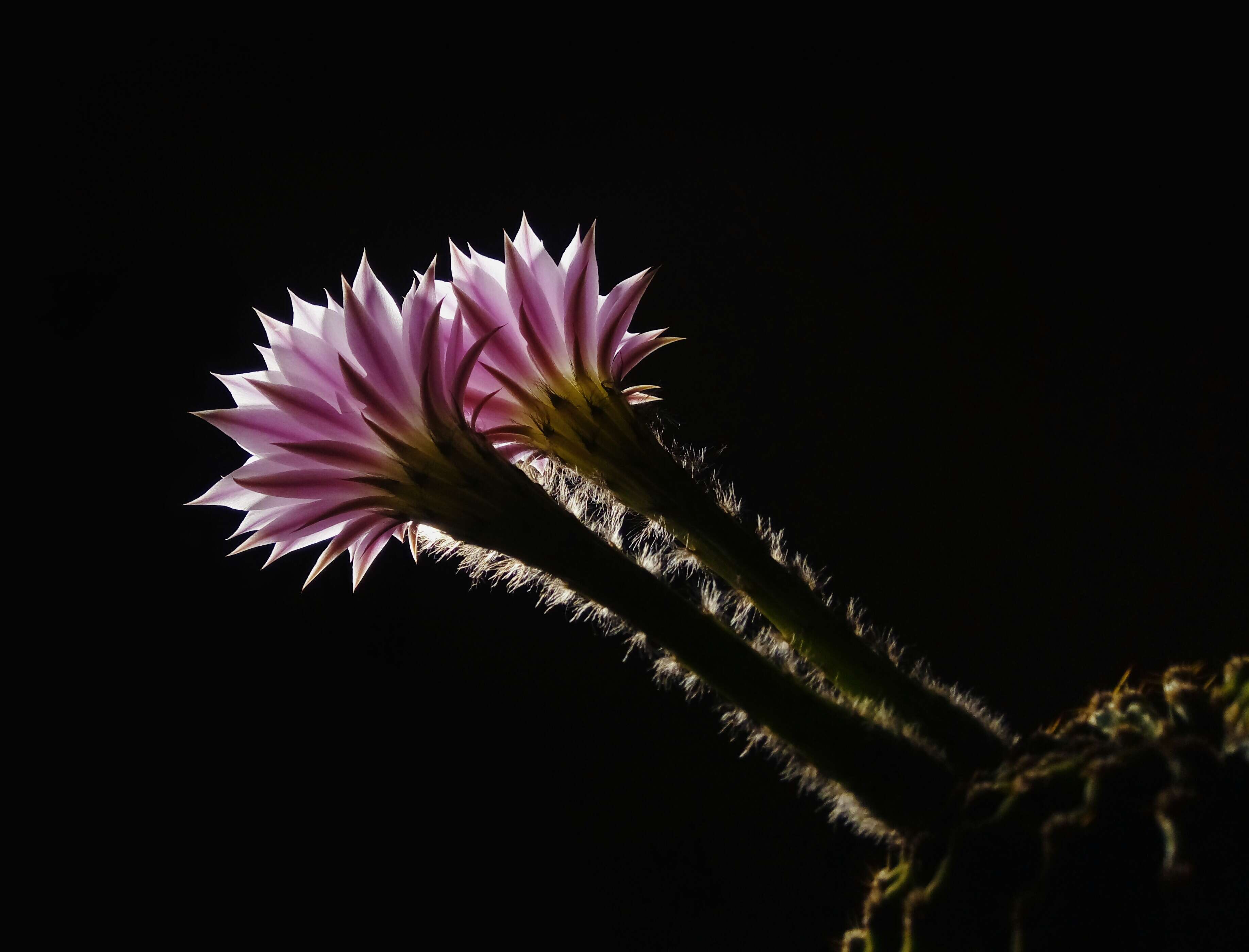 Image of Echinopsis oxygona