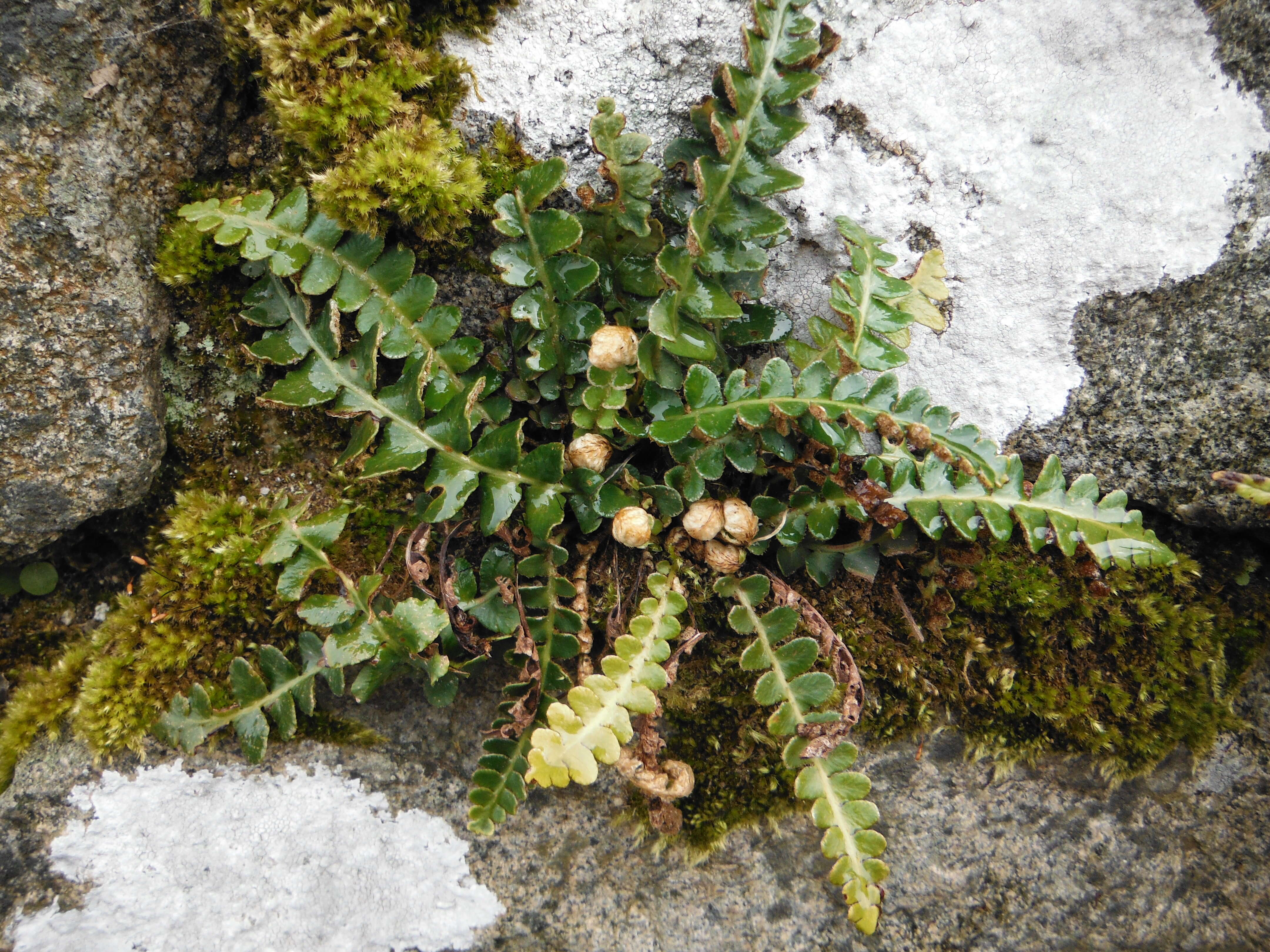 Plancia ëd Asplenium ceterach L.