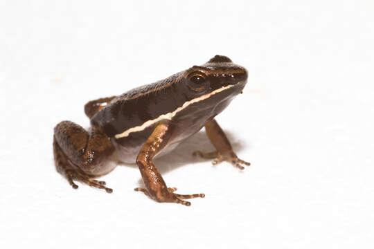 Image of Talamanca Rocket Frog