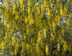 Image of Waterer's Laburnum