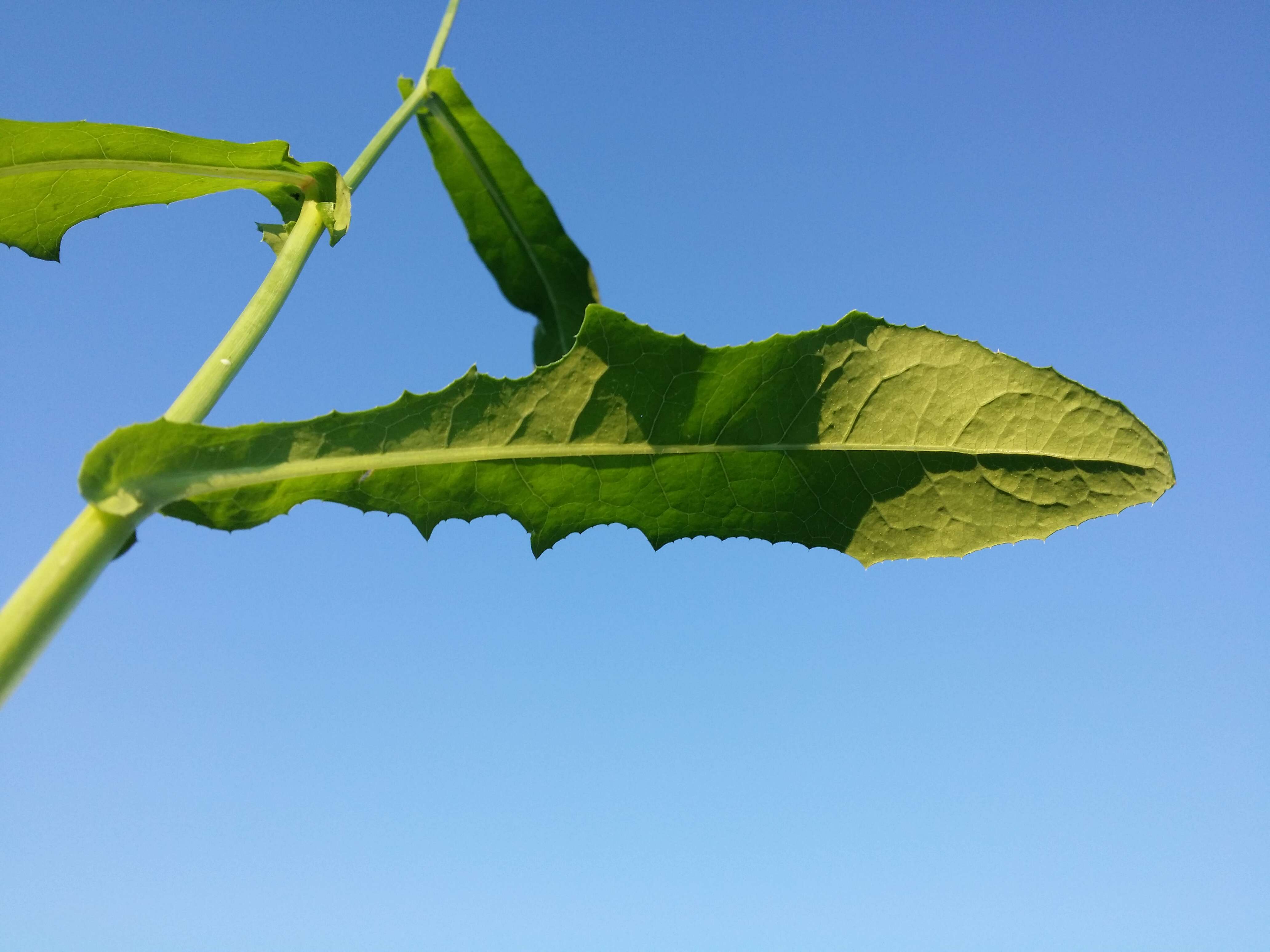 Plancia ëd Sonchus arvensis L.