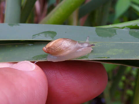 Image of Ambersnails