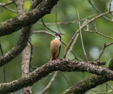 Plancia ëd Pitta brachyura (Linnaeus 1766)