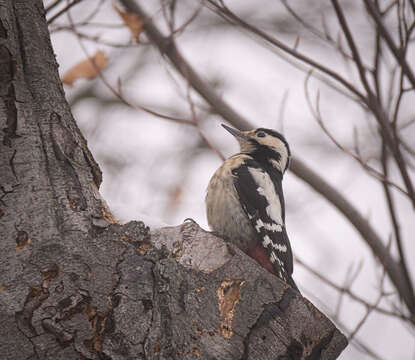 Image of Syrian Woodpecker