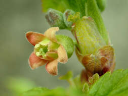 Image of Black Currant