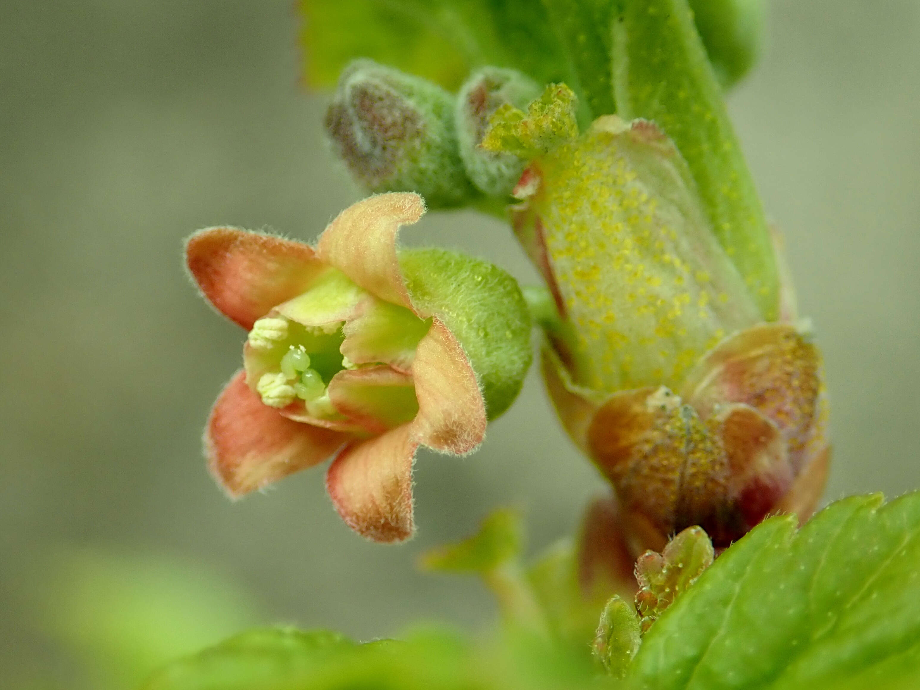 Image of Black Currant