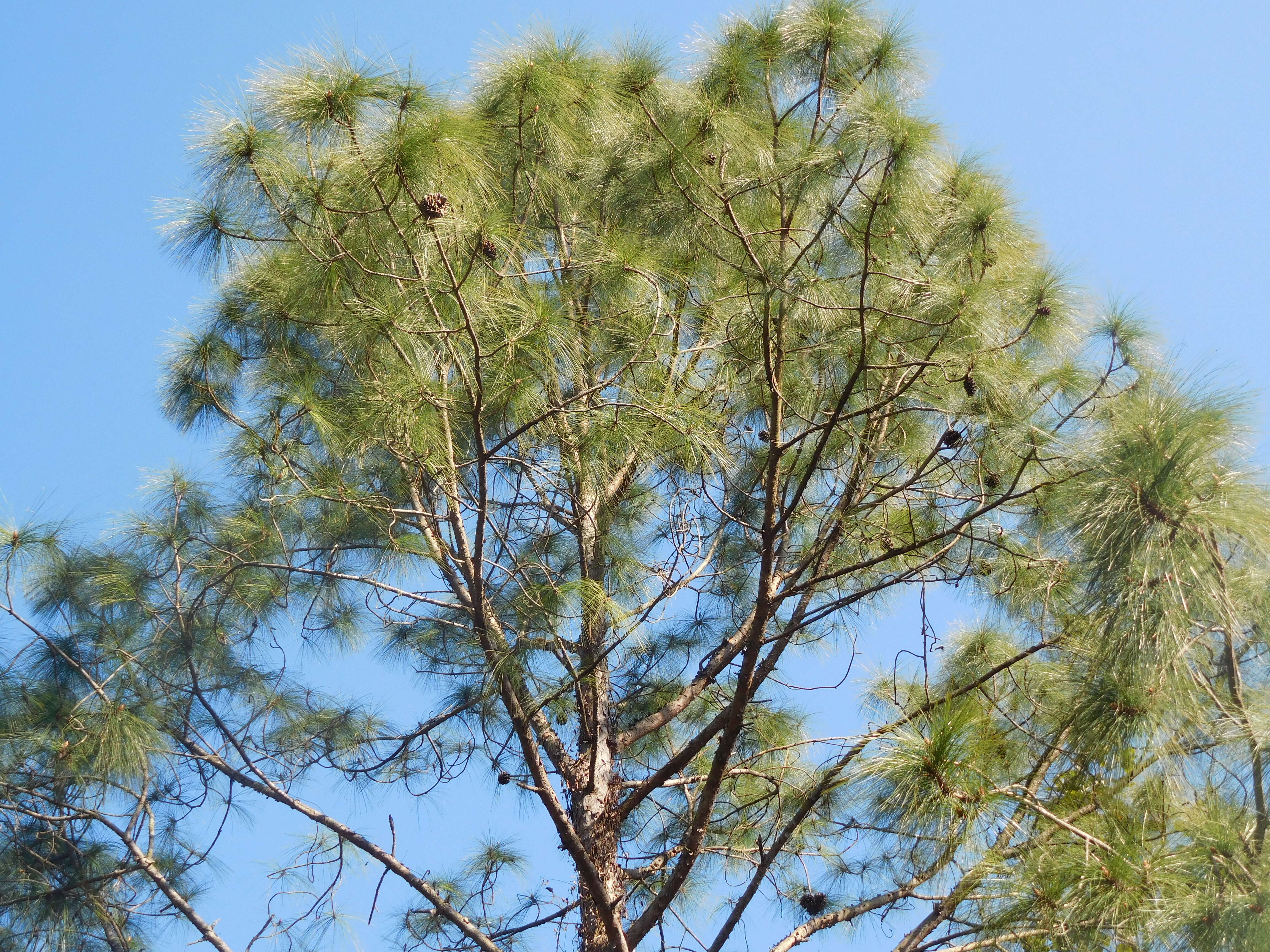 Image of Cheer pine