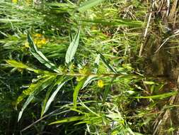 Image of Tufted Loosestrife