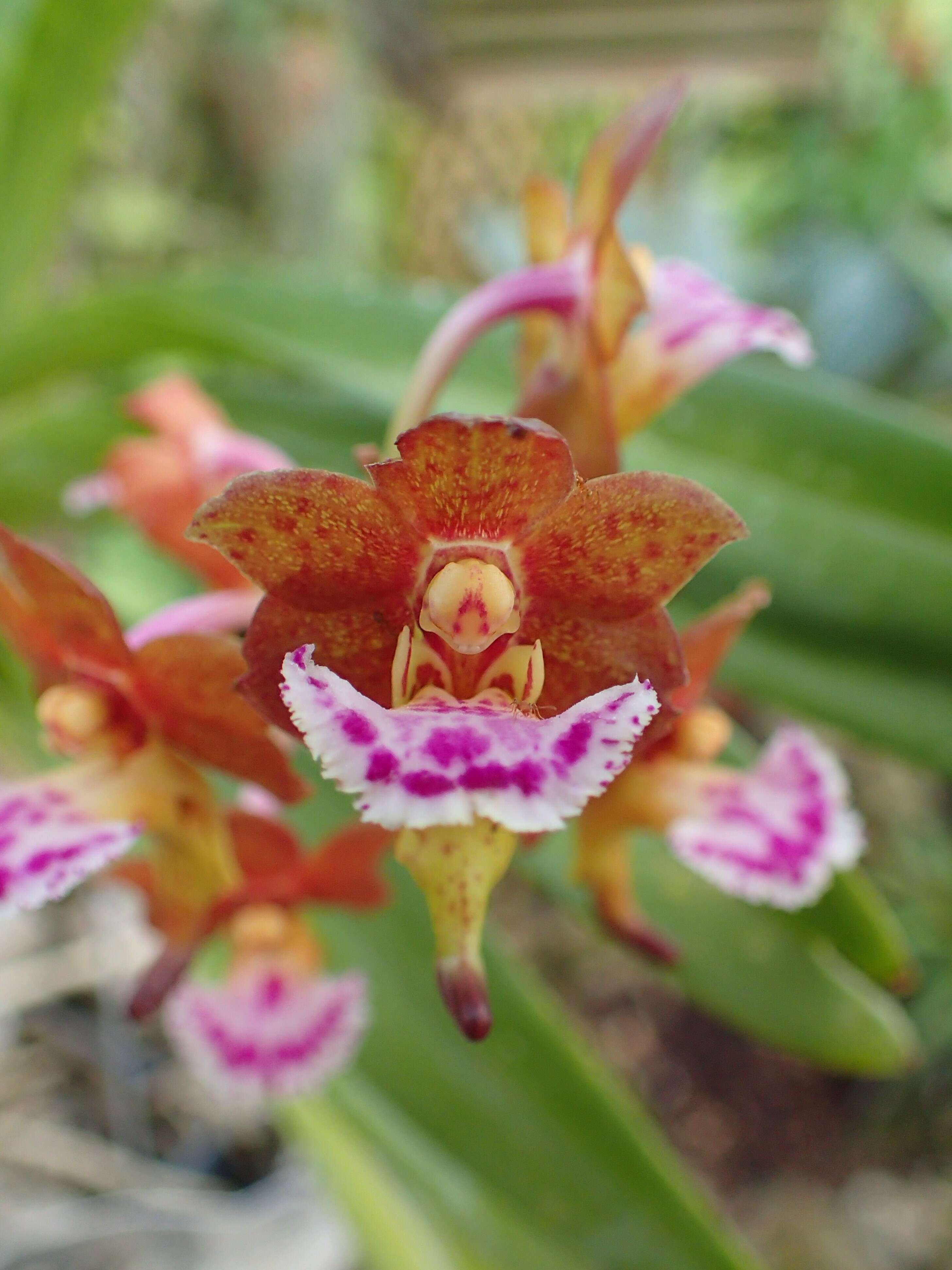 Image of Vanda flabellata (Rolfe ex Downie) Christenson