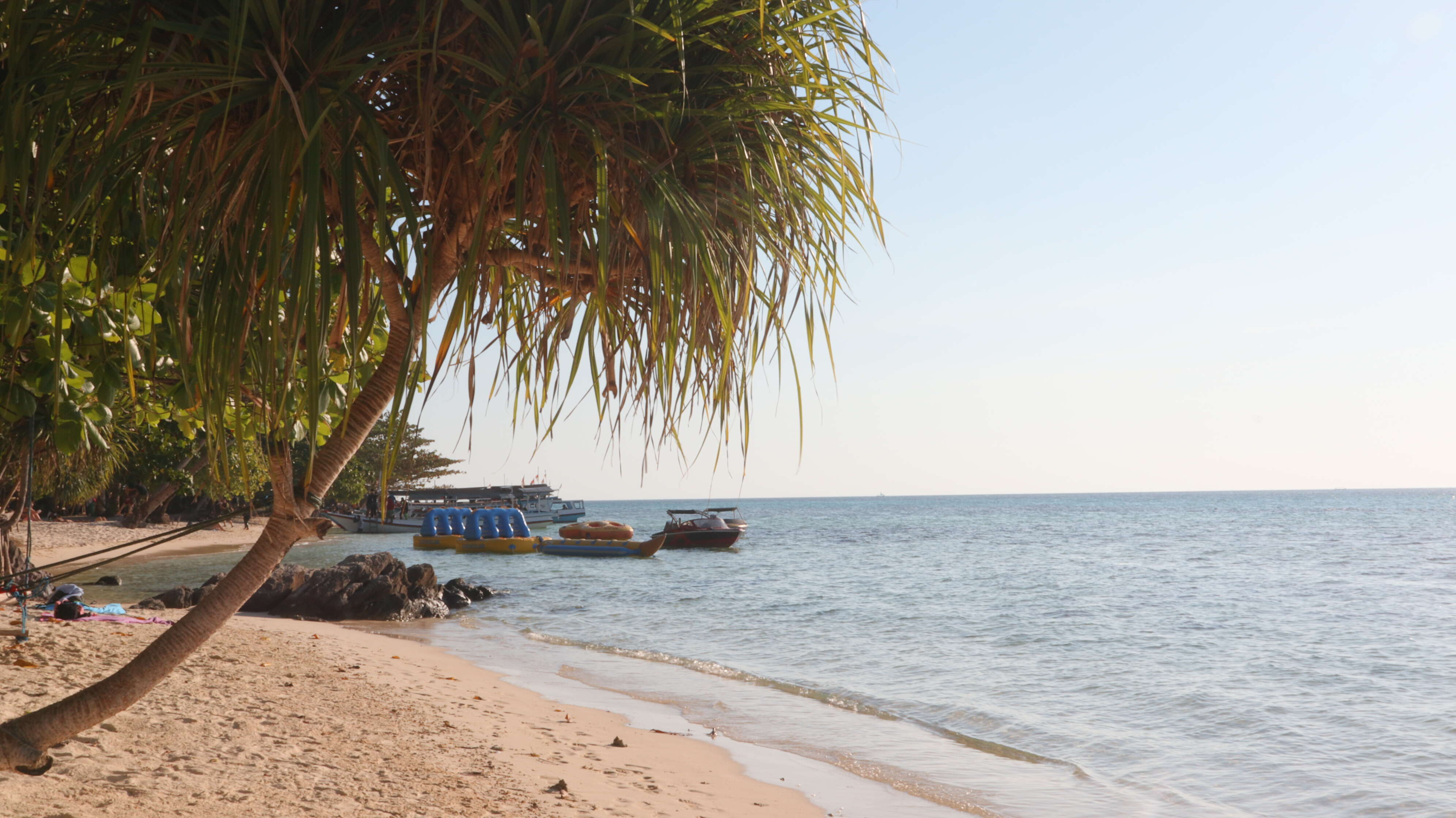 Image of Tahitian screwpine