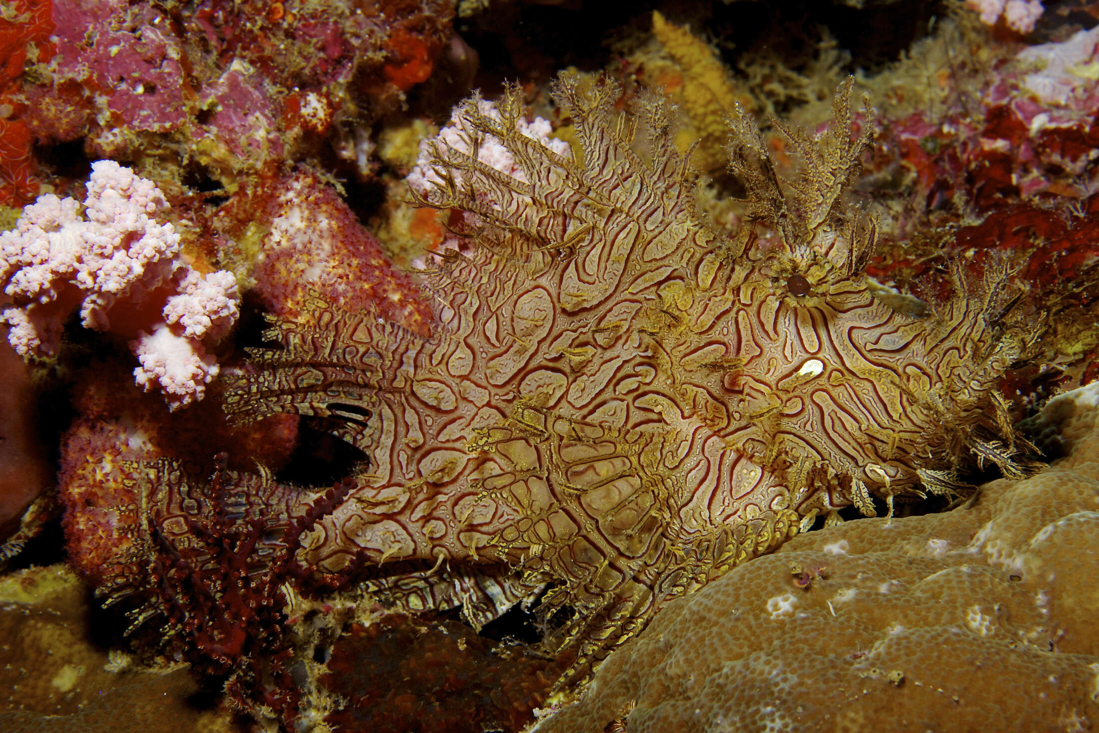 Image of Lacy scorpionfish