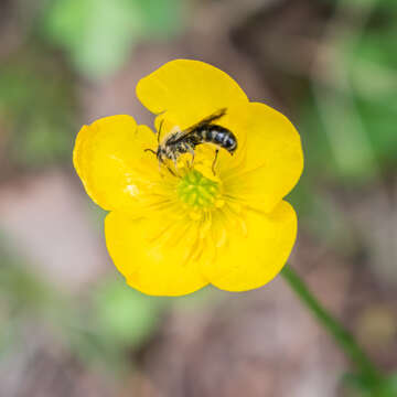 Ranunculus bulbosus L.的圖片