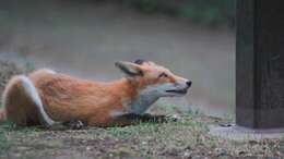 Image of Vulpes vulpes schrencki Kishida 1924