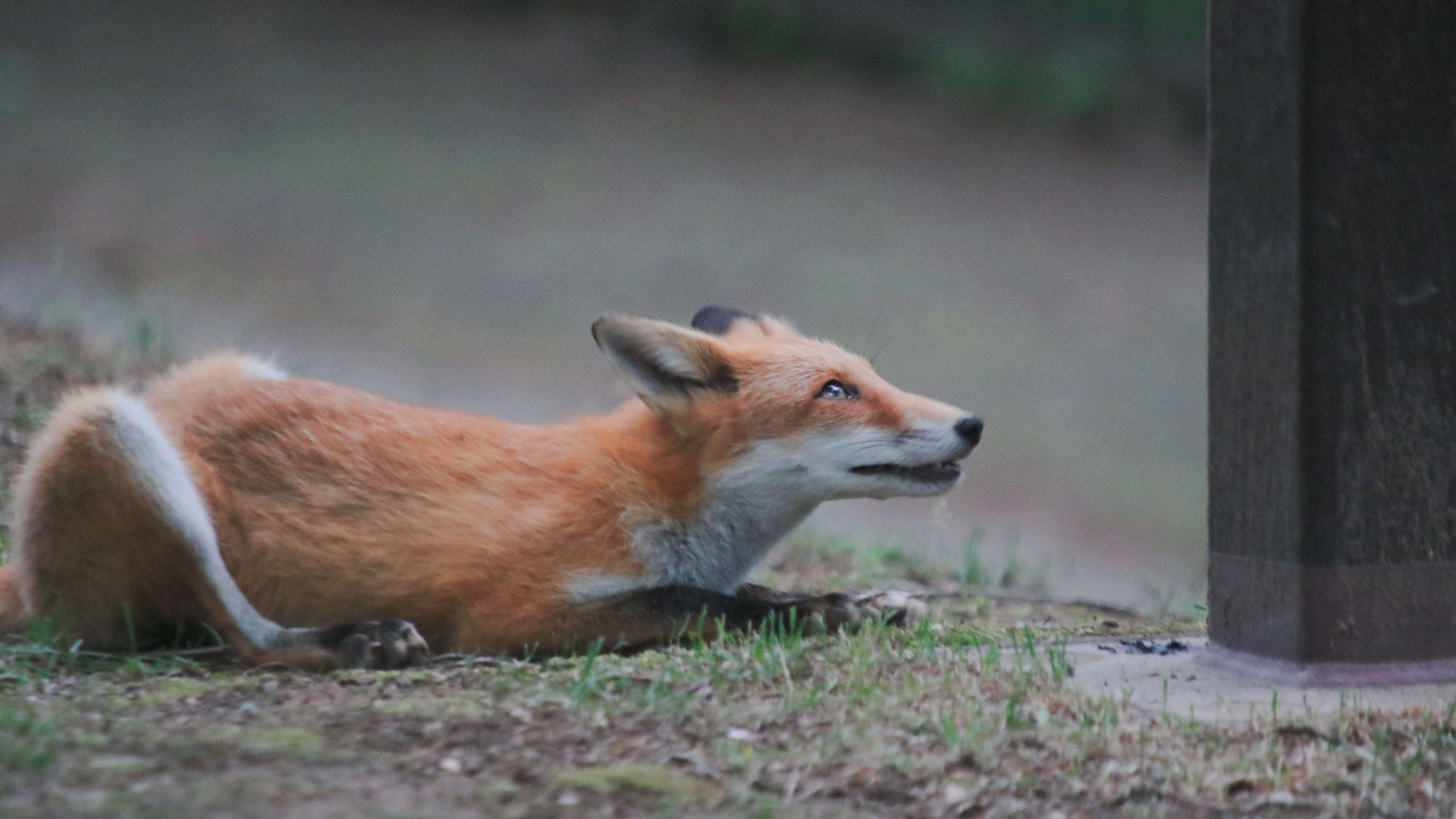 Imagem de Vulpes vulpes schrencki Kishida 1924