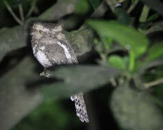 Image of Horsfield's Frogmouth