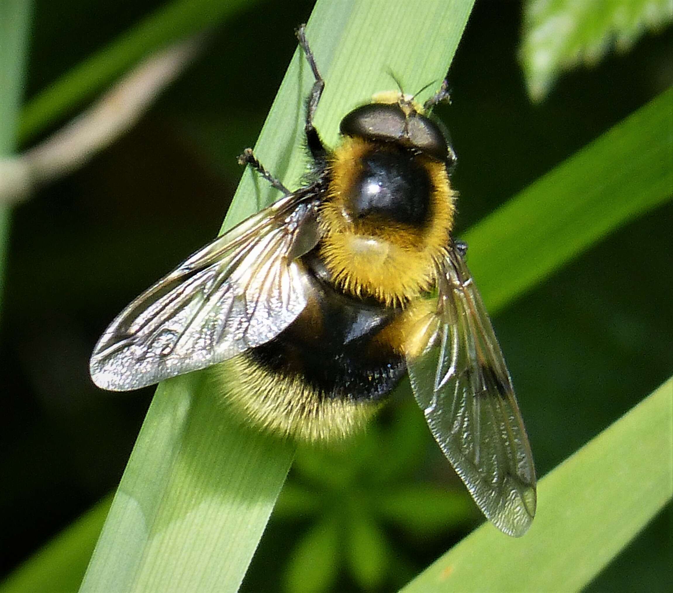 Image of bumblebee hoverfly