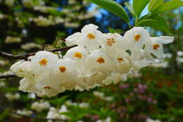 Image de Halesia carolina L.