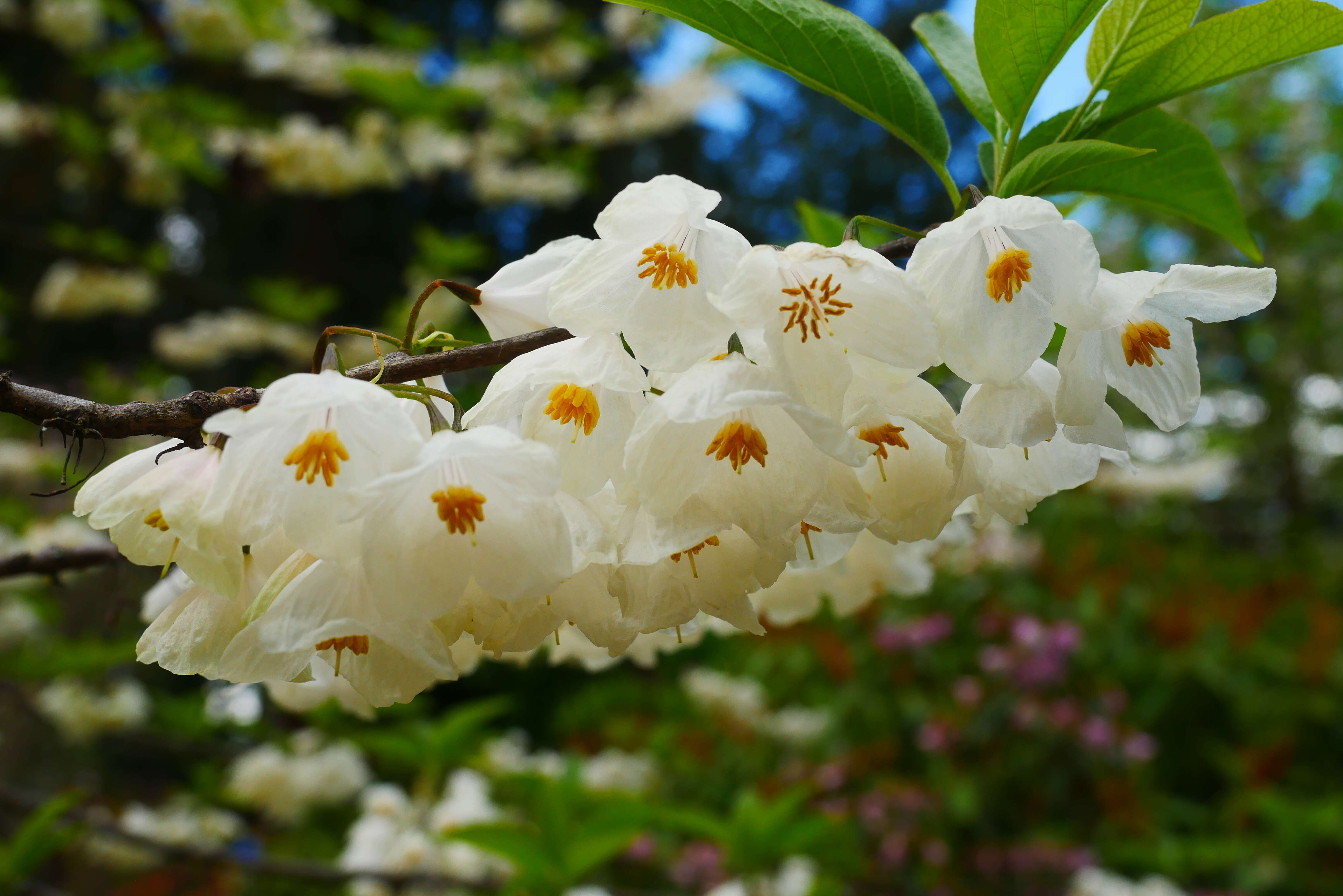 Image de Halesia carolina L.