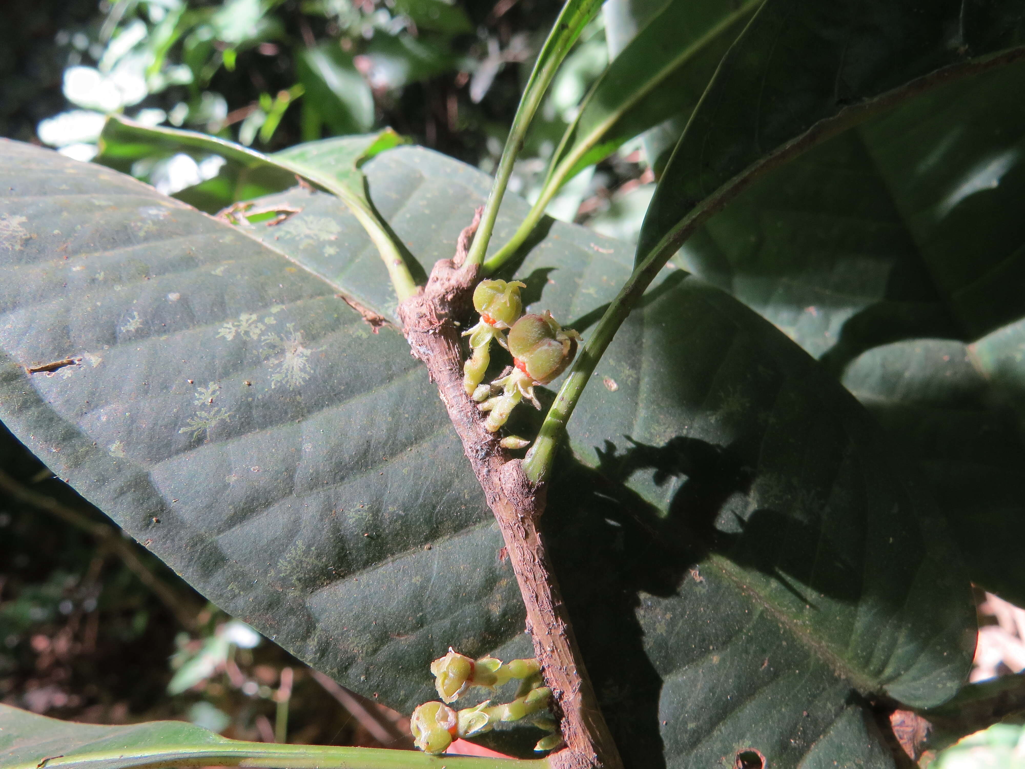 Image of Agrostistachys indica Dalzell