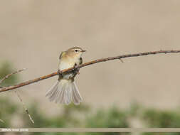 Image of Siberian Chiffchaff