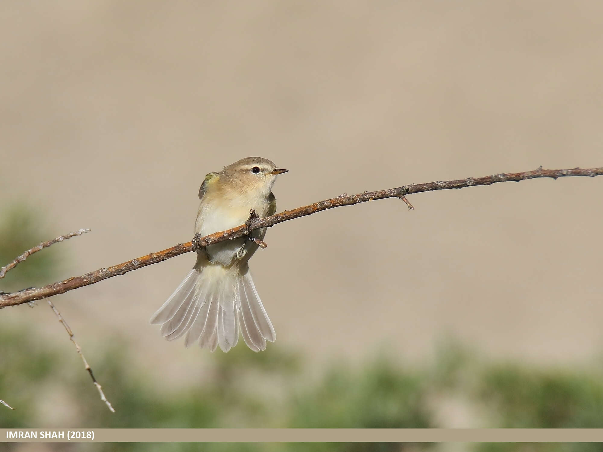 Image of Siberian Chiffchaff