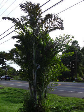 Image of Burmese fishtail palm