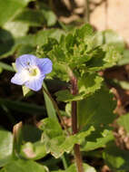 Image of birdeye speedwell