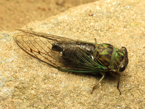 Image of Linne's Annual Cicada