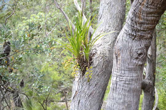 Image of Snake orchid