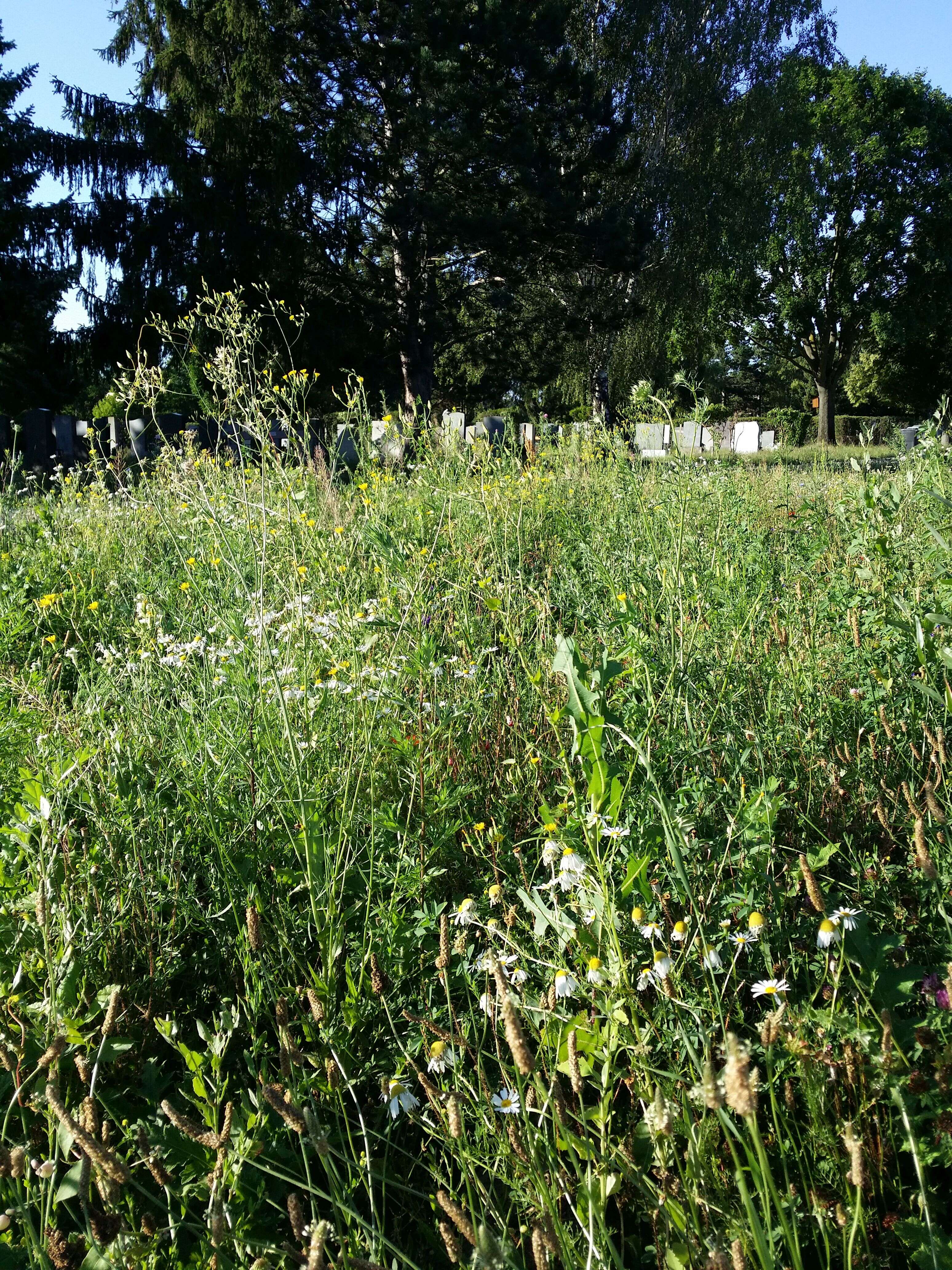 Image of smallflower hawksbeard