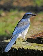 Image of Transvolcanic Jay