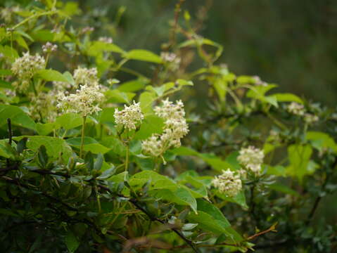 Image of Cynanchum auriculatum Royle ex Wight