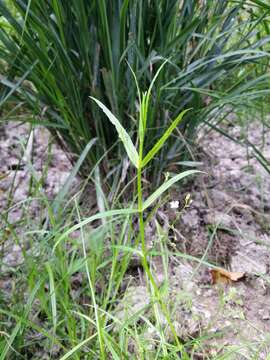 Image of Marsh Speedwell