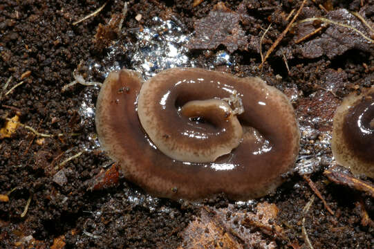 Image of New Zealand flatworm