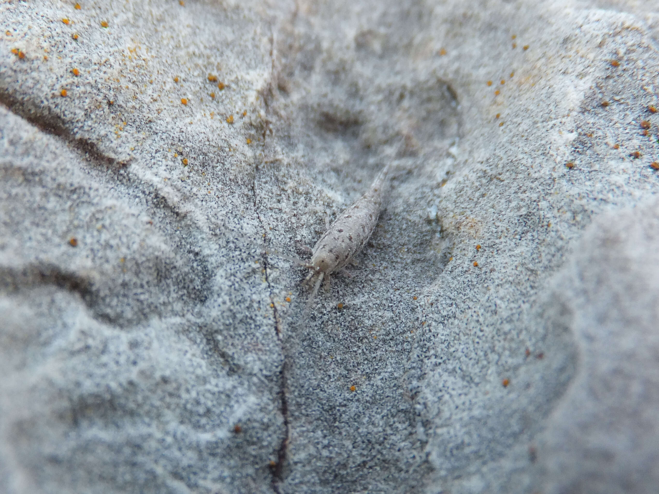 Image of sea bristletail