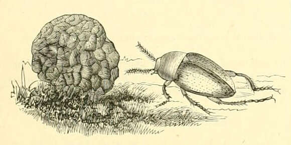 Imagem de Tuber melanosporum Vittad. 1831