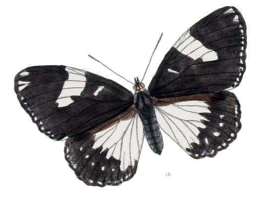 Imagem de Euripus nyctelius Doubleday 1845