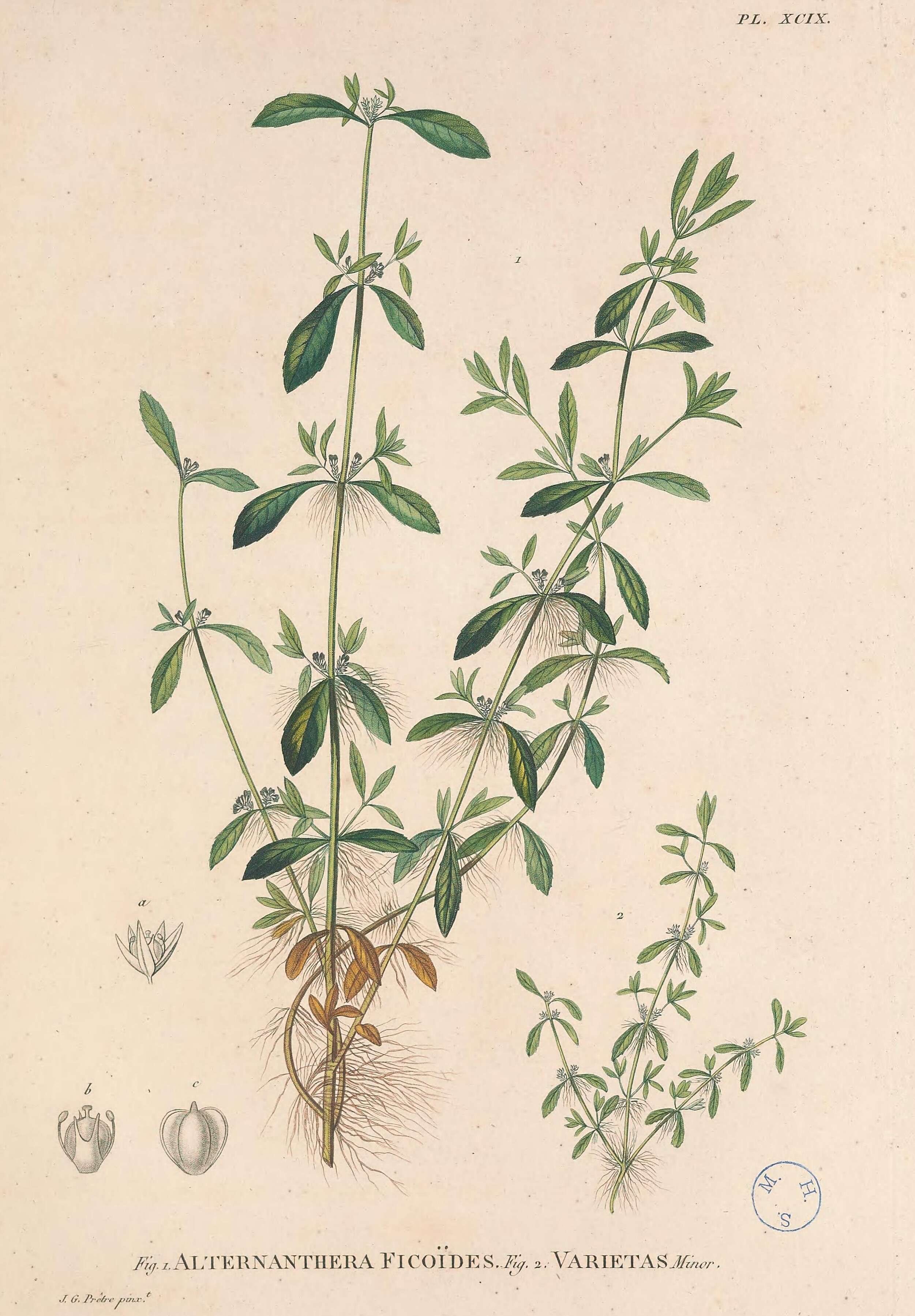 صورة Alternanthera ficoidea (L.) R. Br.