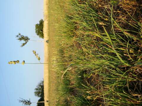 Image of Cocksfoot or Orchard Grass