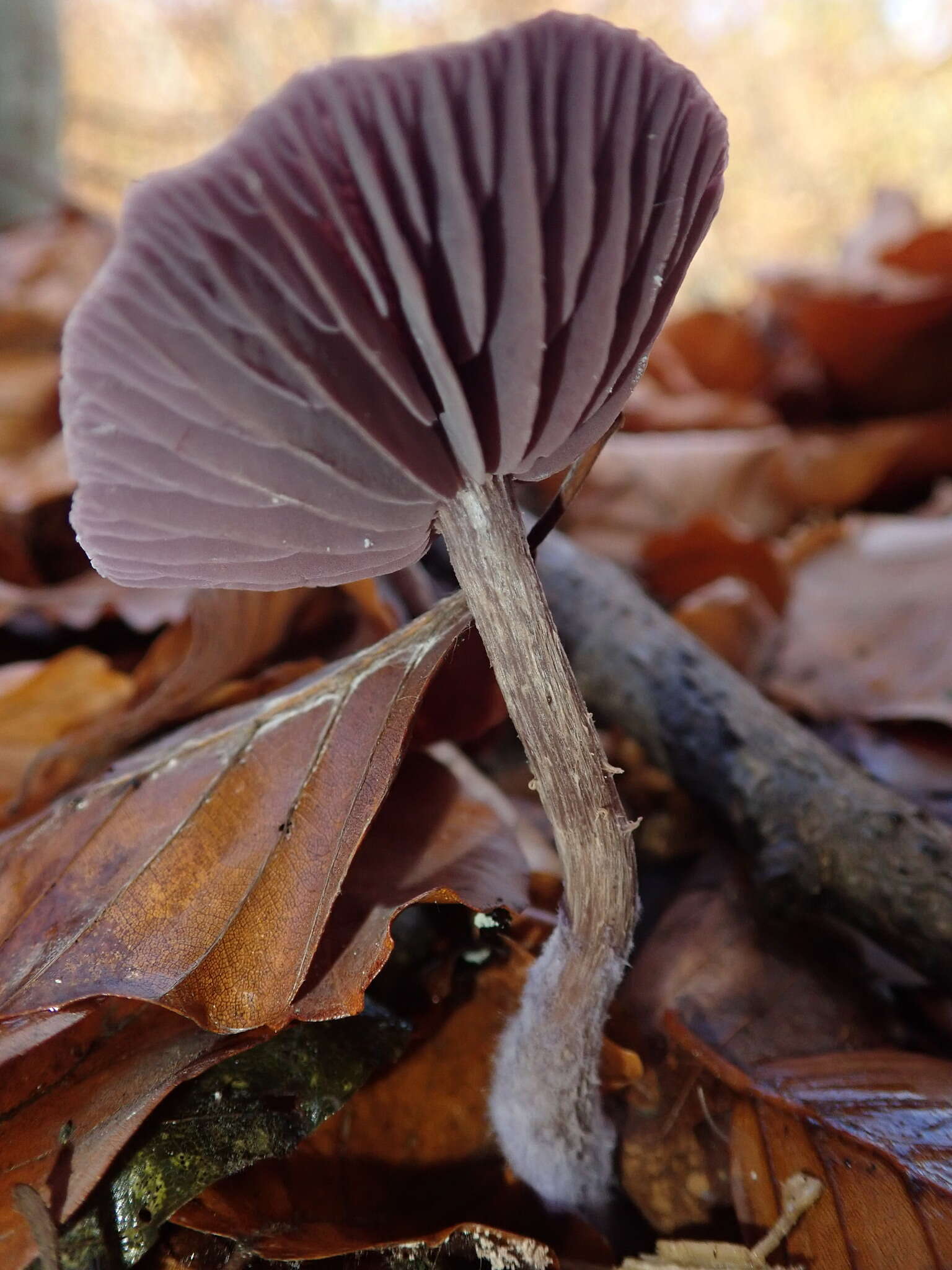 Image of Laccaria amethystina Cooke 1884