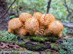 Pholiota squarrosa (Vahl) P. Kumm. 1871 resmi