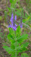 Image of swamp verbena