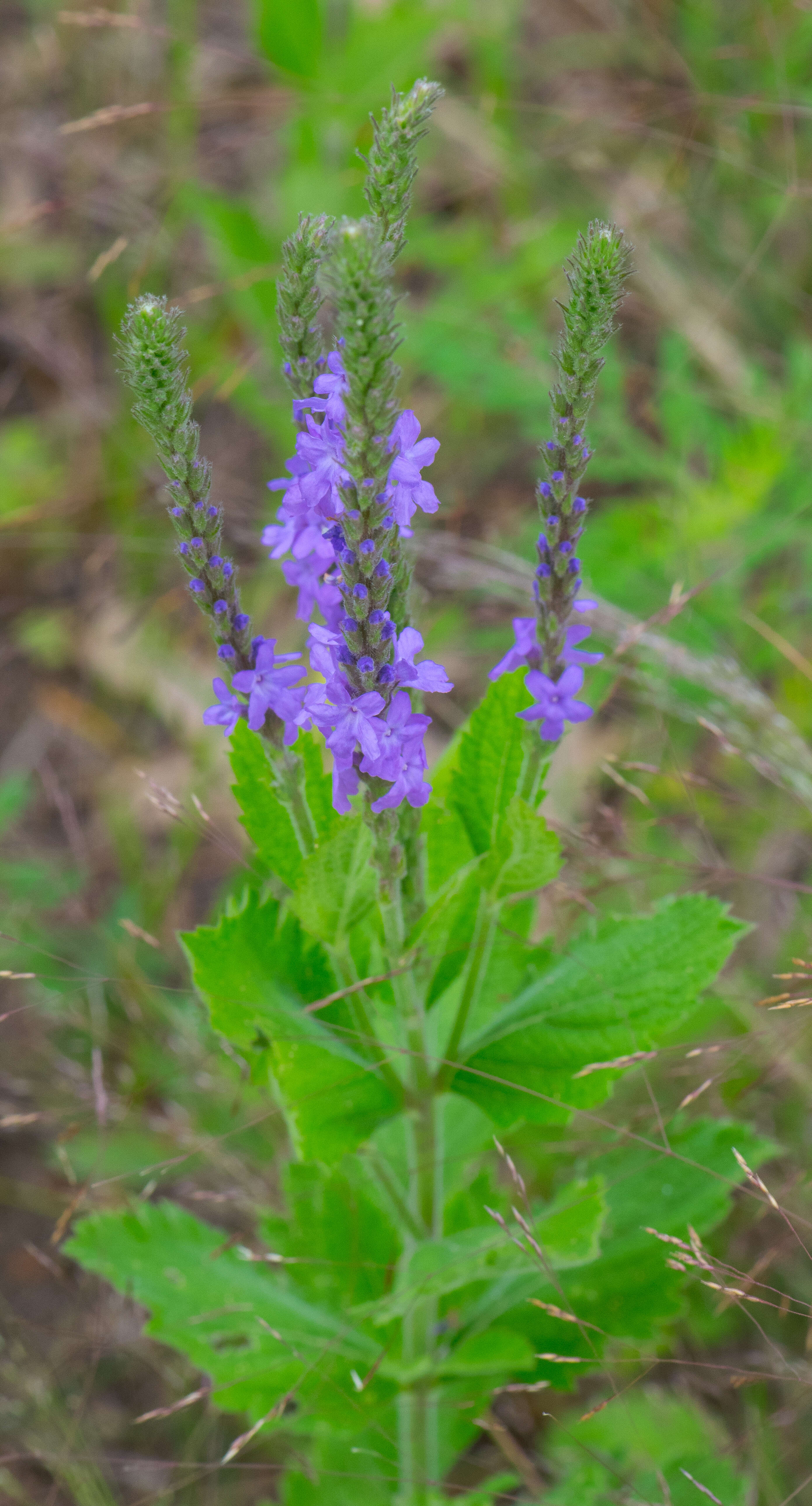 Image of swamp verbena