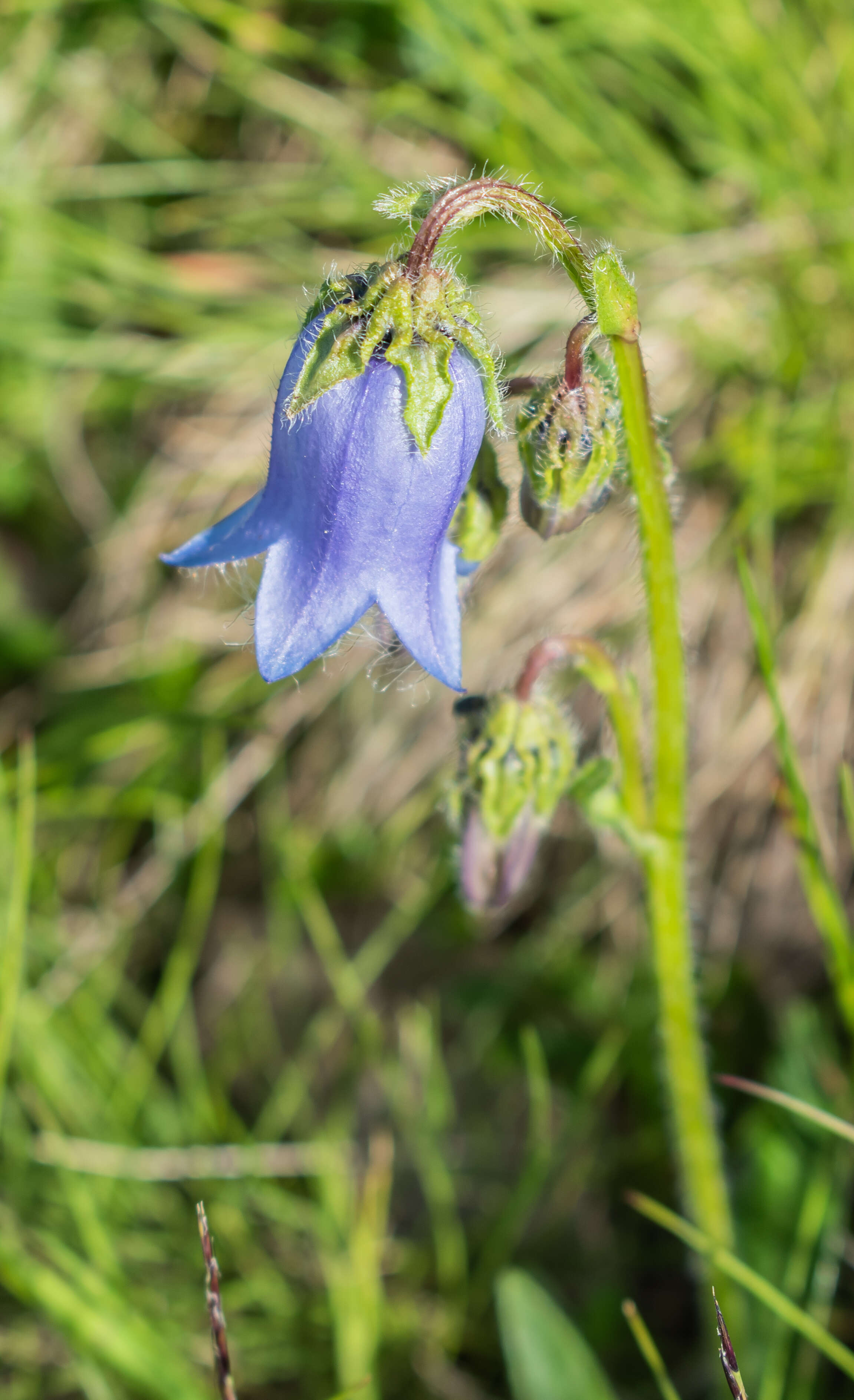 Image of Bearded Bellflower