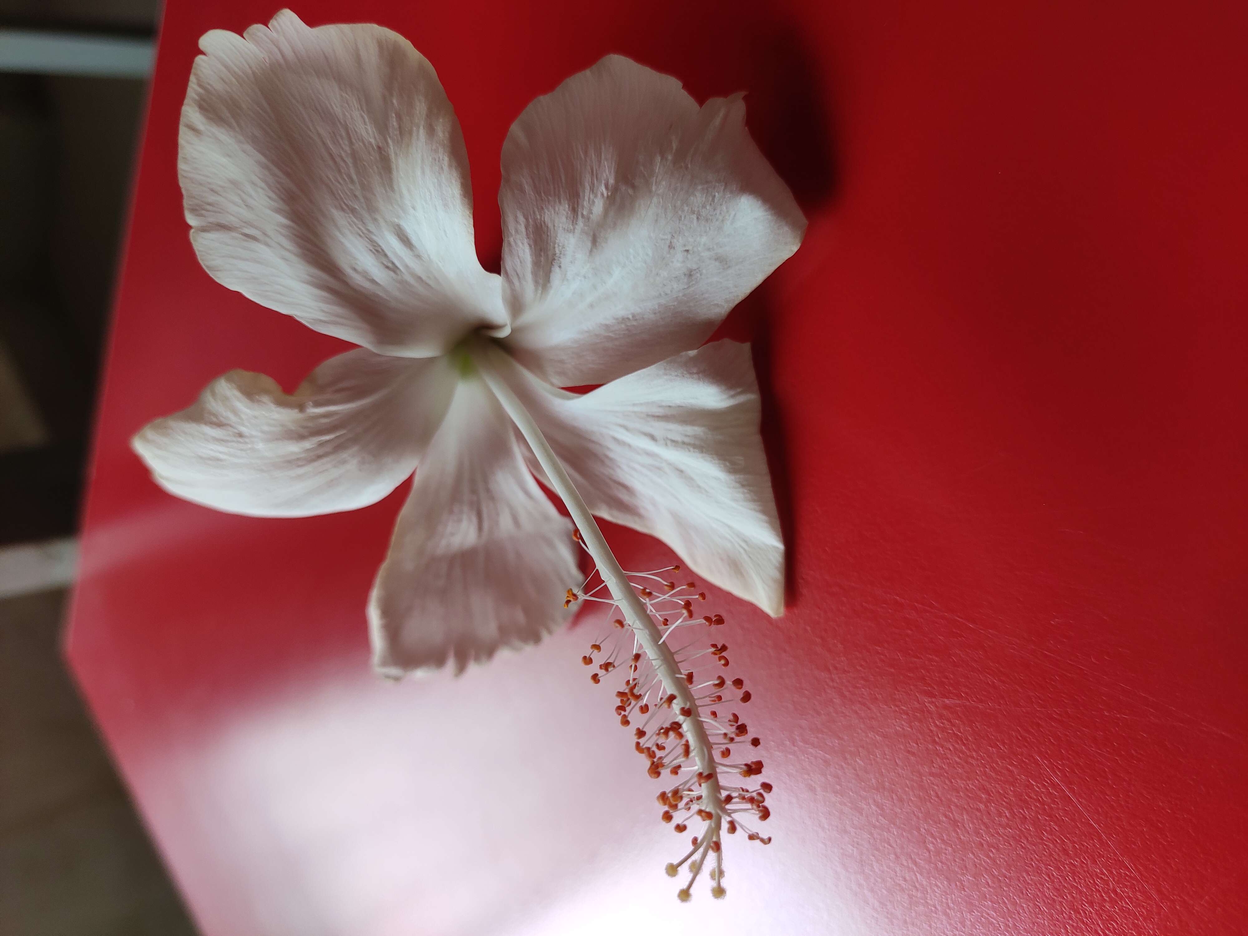 Image of Scarlet Rose-Mallow