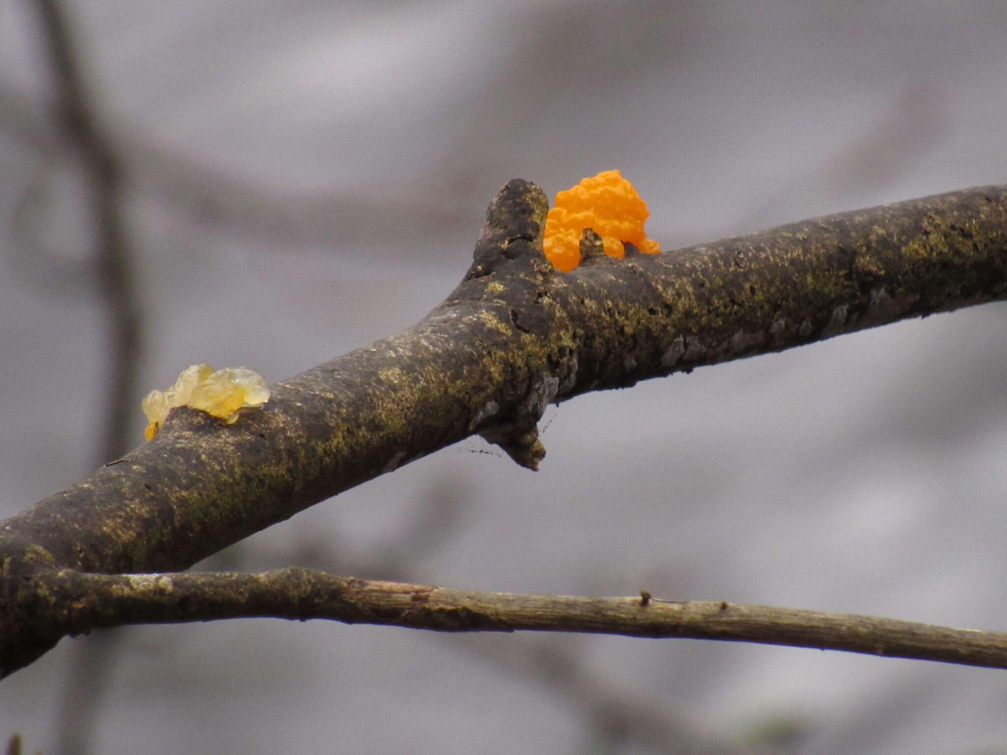 Image of Witches butter