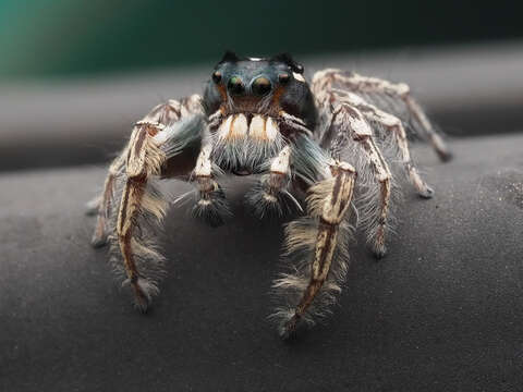 Image of Phidippus putnami (Peckham & Peckham 1883)