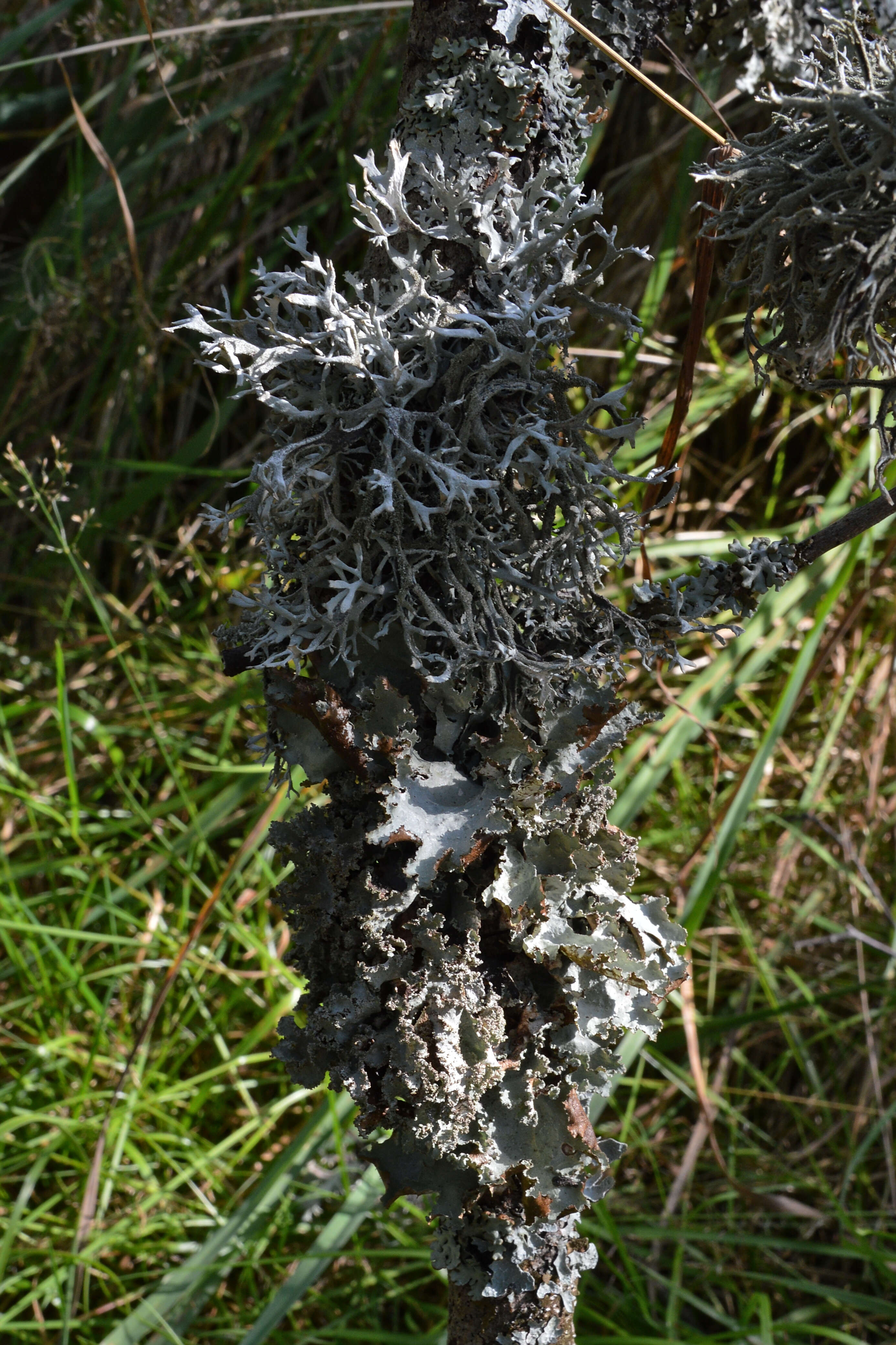 Image of Varied Rag Lichen