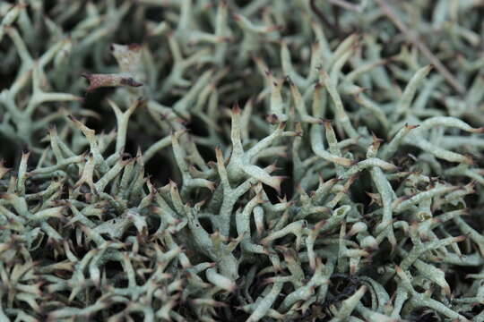 Image of Thorn cladonia