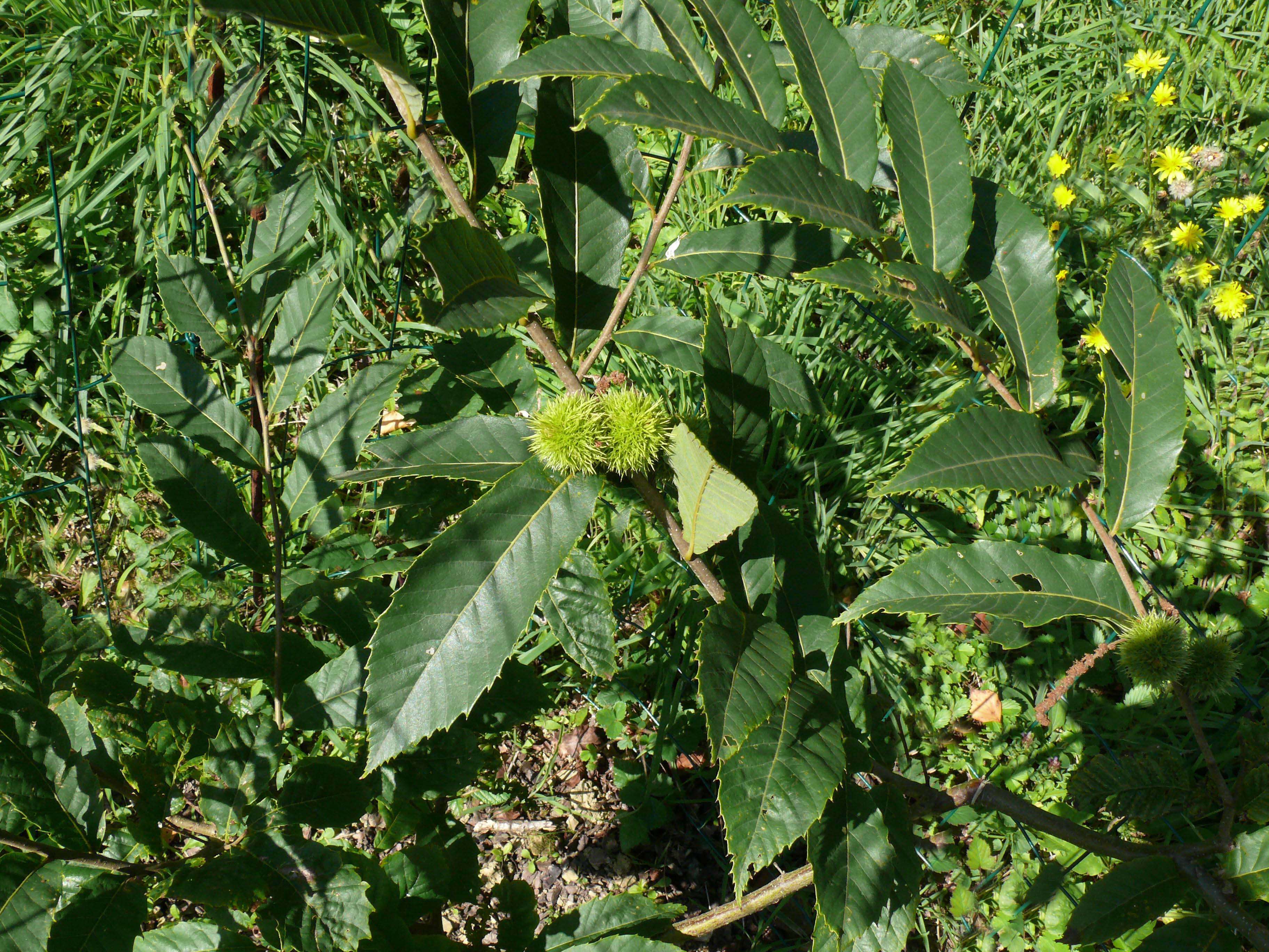 Image of Seguin's Chestnut